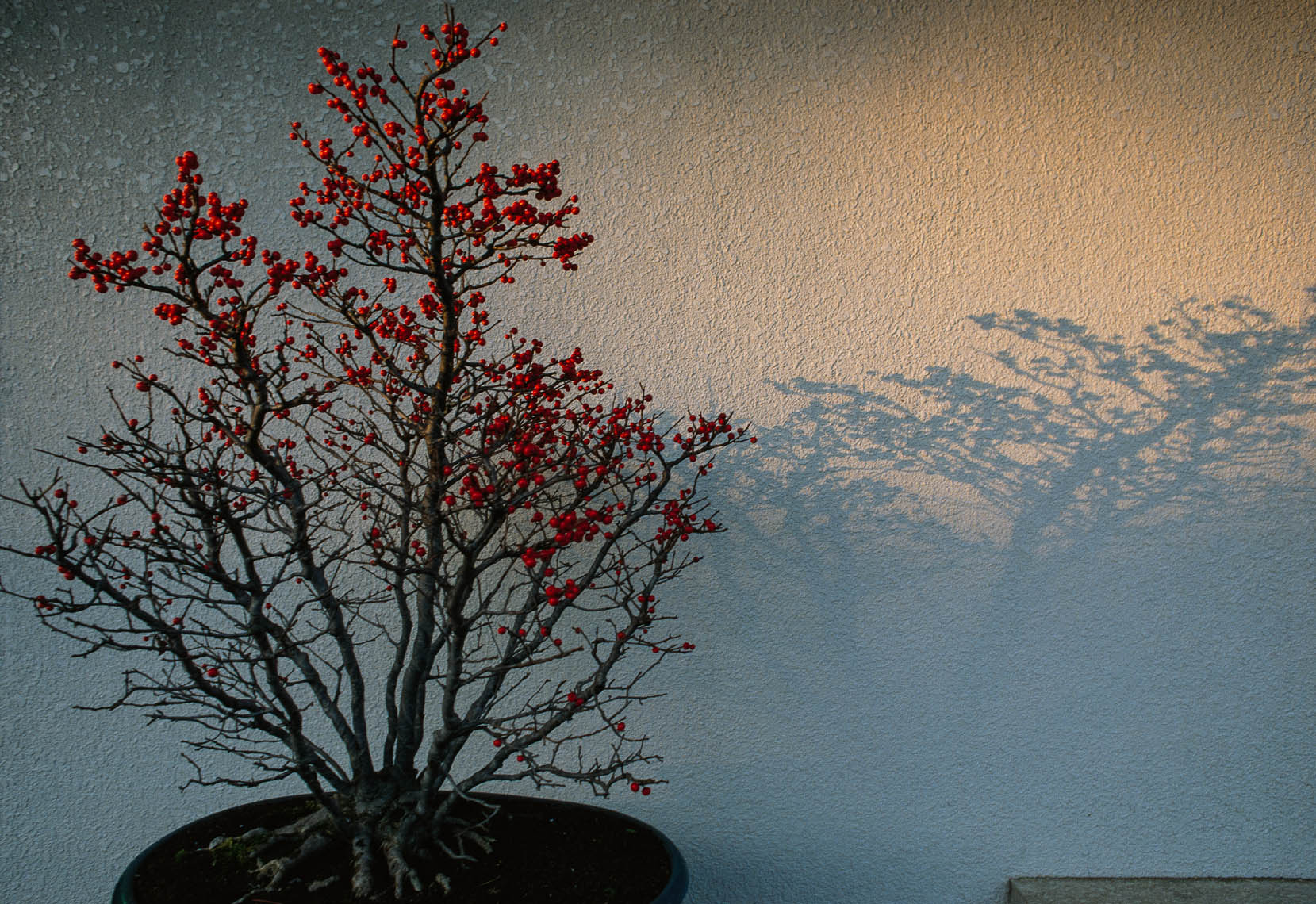Japanese-Gardens-16.jpg